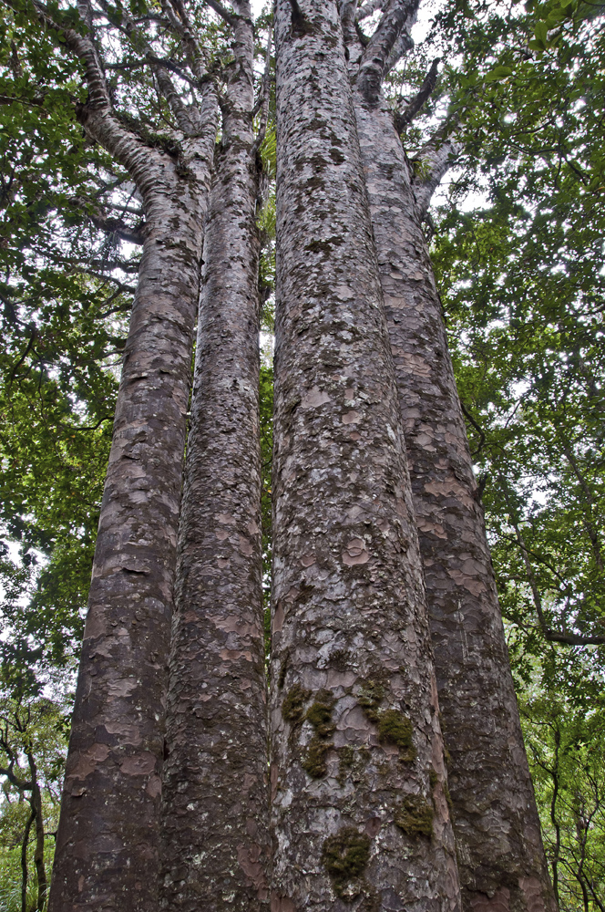Four Sisters Kauri Trees-Northland_1.jpg