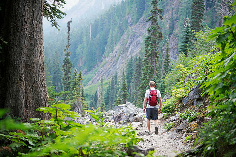 A man hikes through the mist in a green redwood forest. 