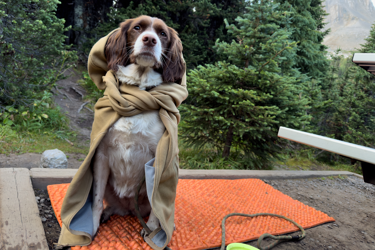 A dog wearing a brown fleece jacket