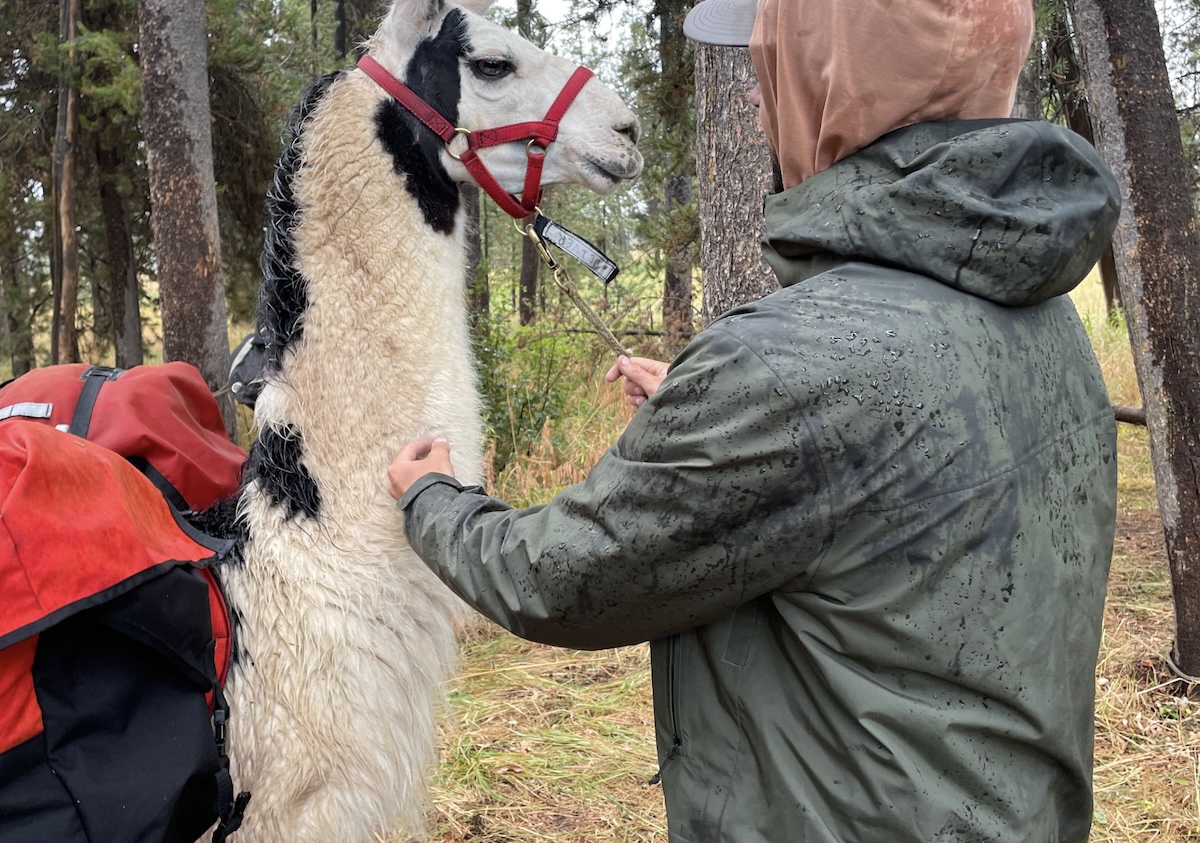 marmot minimalist pertex with llama