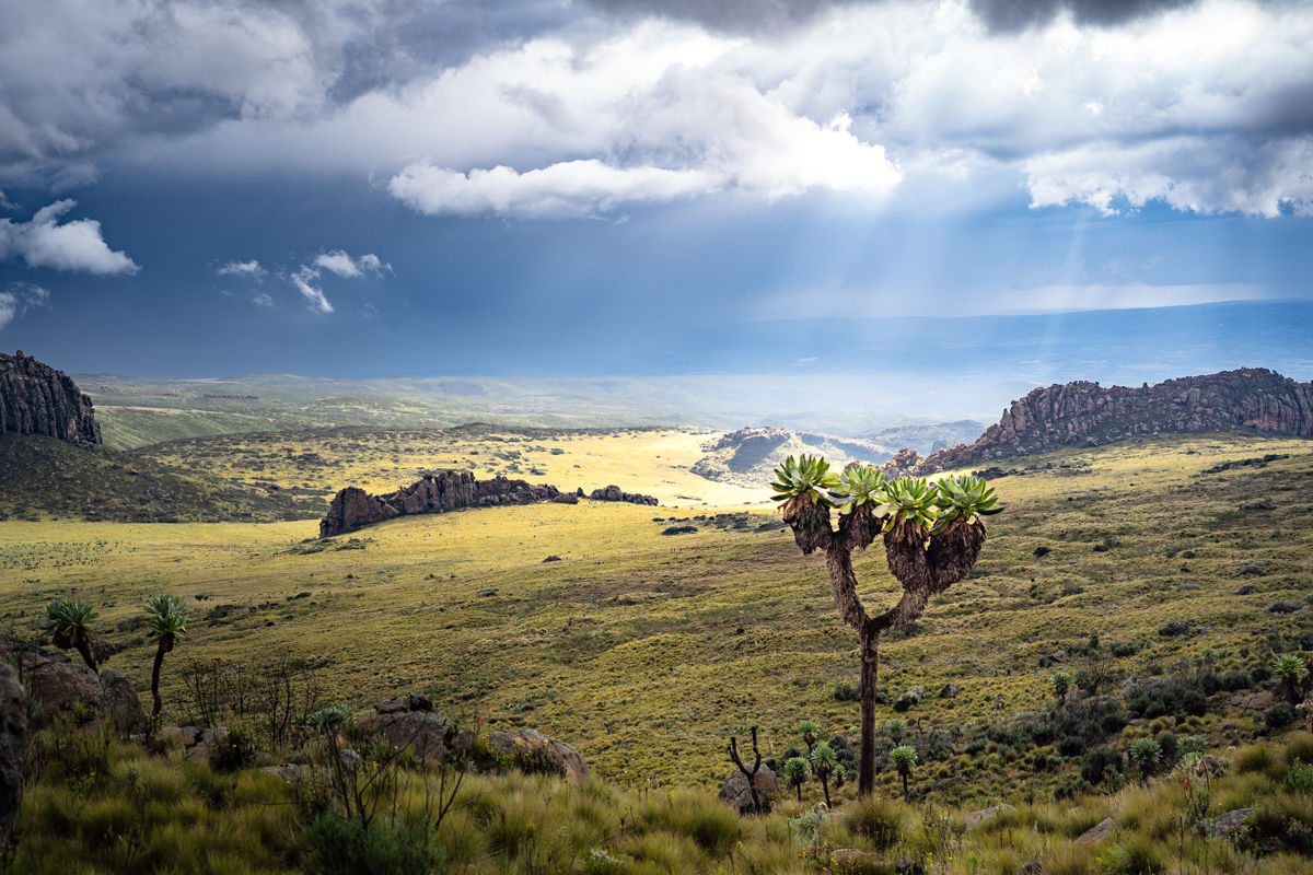 A giant groundsel in a classic Aberdare landscape