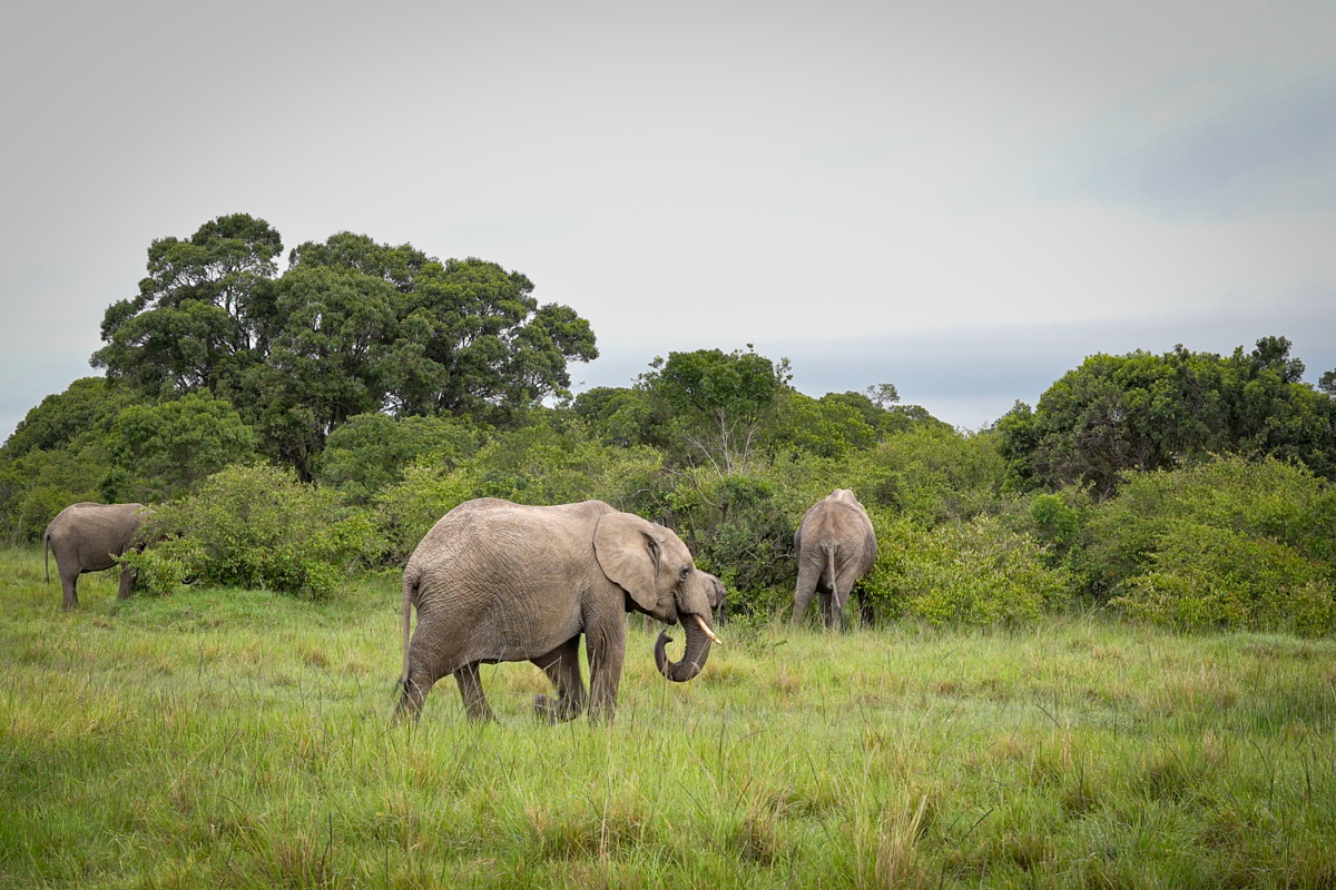 A group of elephant near some bushes