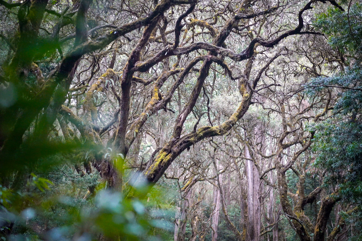 The dense montane forest of the Aberdares