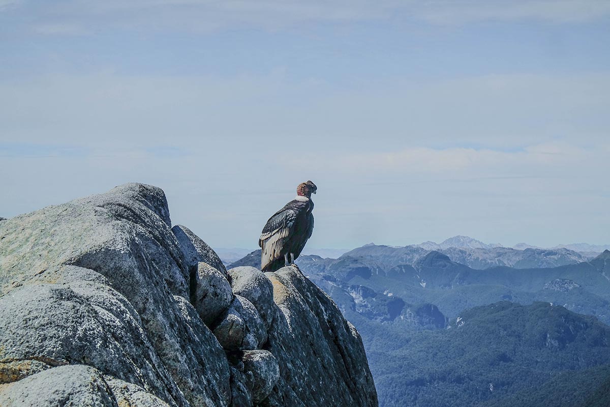 Cochamo (condor)