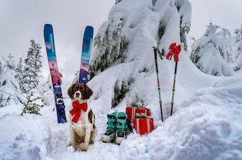 A dog with a bow sits amidst skis and ski boots in snowy trees